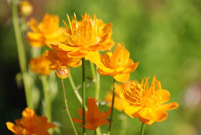 Close-up of yellow flowers blooming outdoors