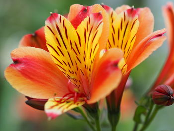 Close-up of pink flower
