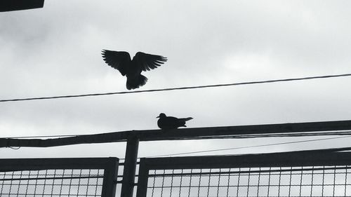 Low angle view of silhouette bird flying against sky