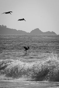 Silhouette bird flying over sea against clear sky
