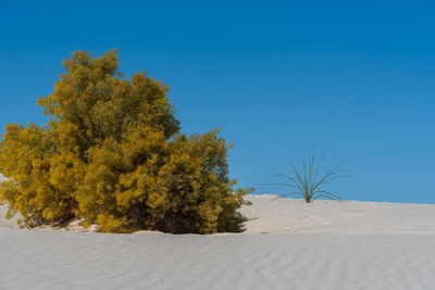 Landscape of one bush on the dunes at white sands national park in new mexico