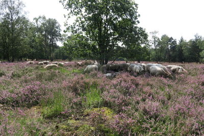 Horse in farm against trees