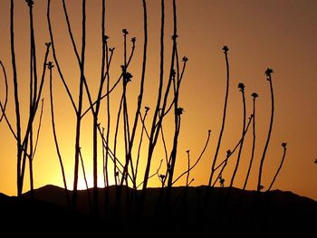 Silhouette plants against sky at sunset