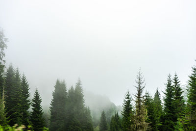 Pine trees in foggy weather