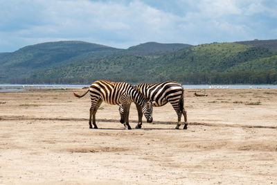 A pair of zebras against a lake background at lake nakuru national park, kenya