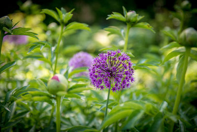 Close-up of purple flowering plant