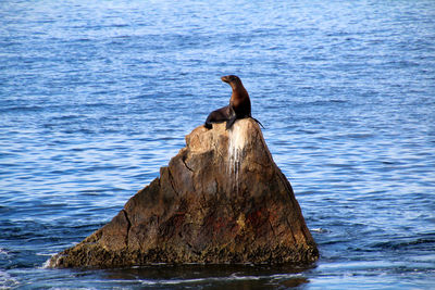 Sea lion waiting for the high tide so he can get down. in the meantime he is king of the rock.