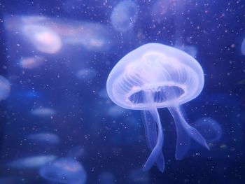 Close-up of jellyfish swimming in sea