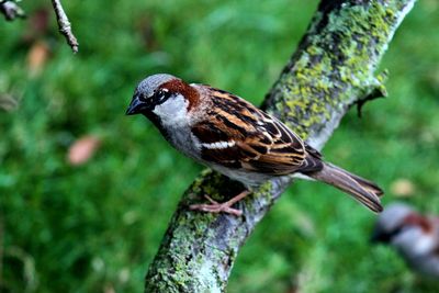 Close-up of bird perching on wall