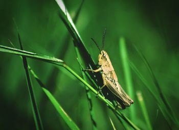 Close-up of insect on plant