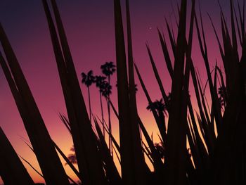 Low angle view of silhouette plants against sky at sunset