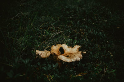 High angle view of mushroom on field