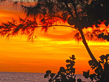 Silhouette tree by sea against orange sky