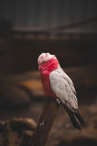 Close-up of bird