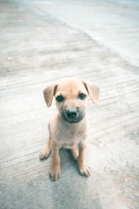 High angle portrait of puppy standing on floor