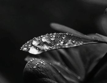 Detail shot of leaf