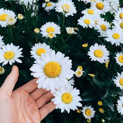 Close-up of cropped hand holding daisy