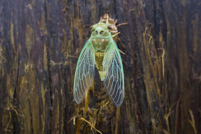 Close-up of insect on plant