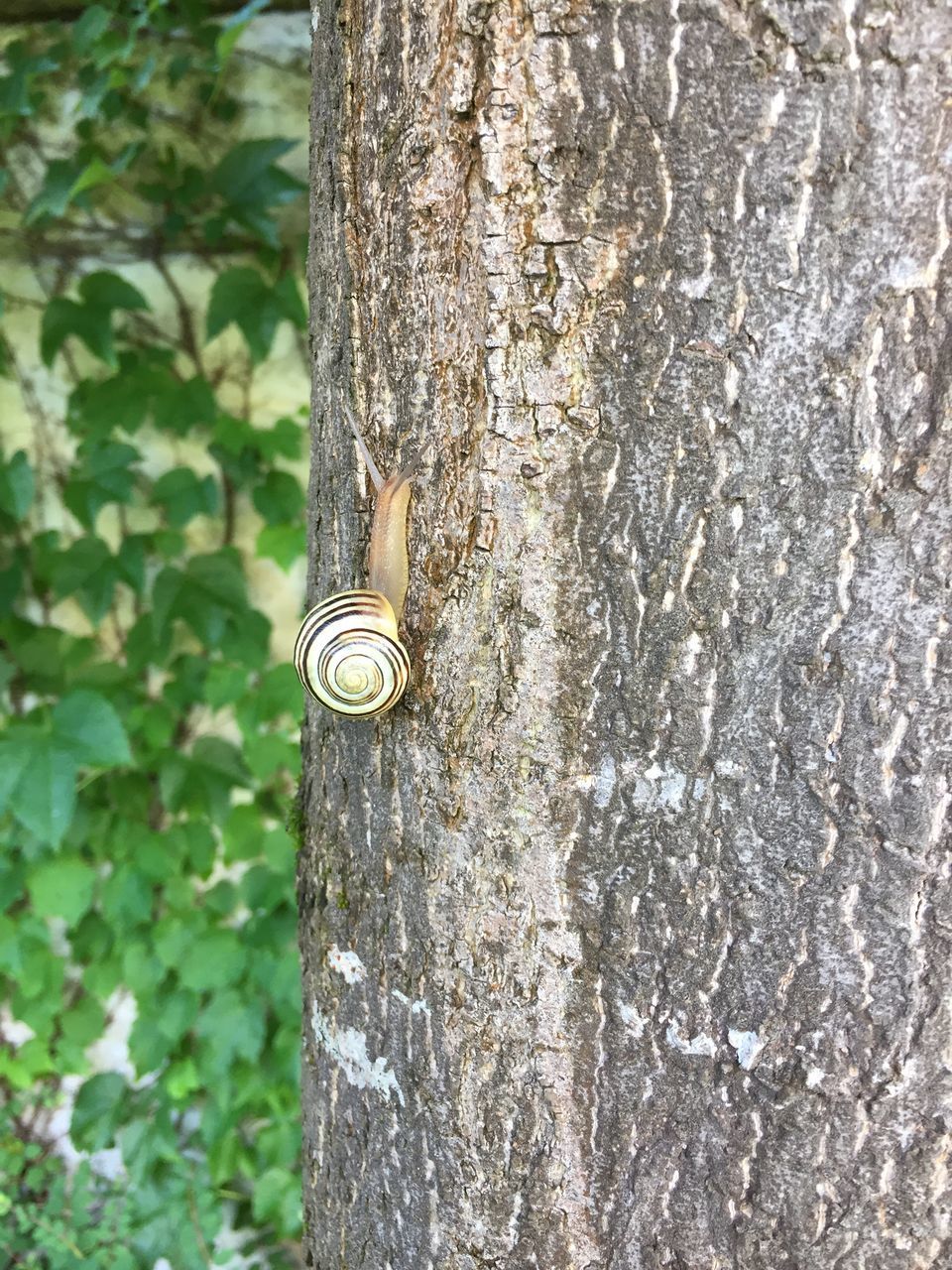 CLOSE-UP OF SNAIL ON TREE