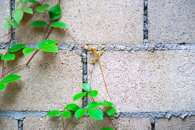 Close-up of plant against wall