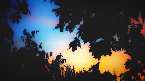 Low angle view of silhouette trees against sky at sunset