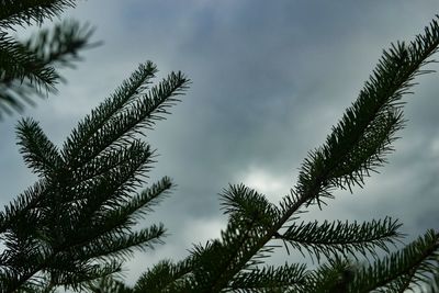 Low angle view of palm tree against sky