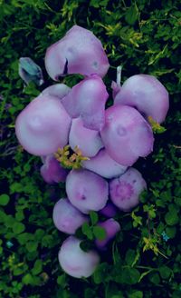 Close-up of pink flowers