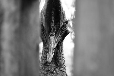 Close-up portrait of bird