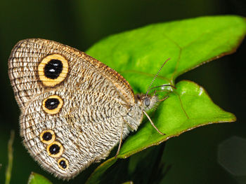 Close-up of butterfly on leaf