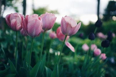 Close-up of pink tulips