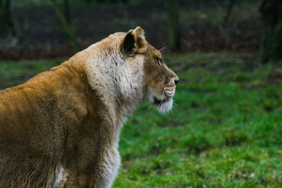 Close-up of lioness on land