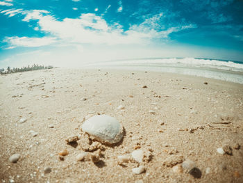 Close-up of seashell on beach against sky