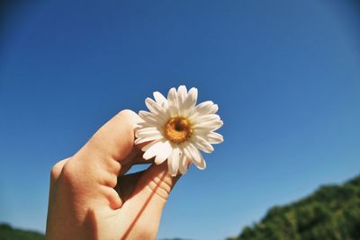 Cropped hand holding white flower against clear blue sky on sunny day