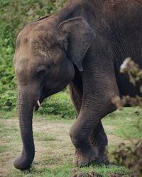 Close-up of elephant on field