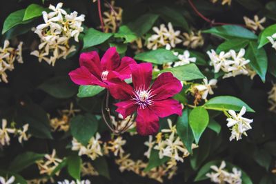 Close-up of pink flowering plants