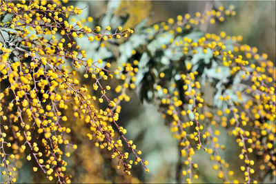 Close-up of yellow flowering plant