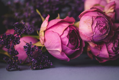 Close-up of purple roses