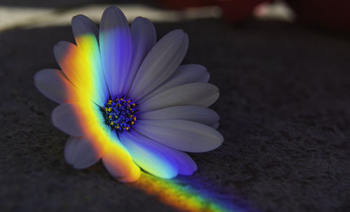 Close-up of purple crocus flower