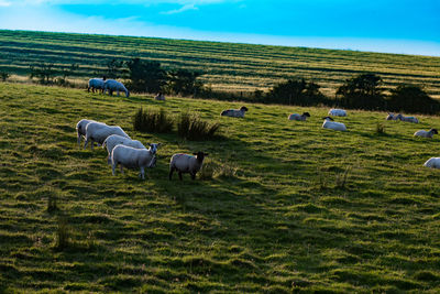 View of sheep grazing in field