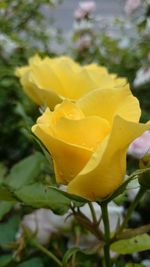 Close-up of yellow rose