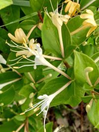 Close-up of white flowers