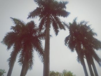 Low angle view of palm trees against sky