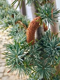 Close-up of christmas tree