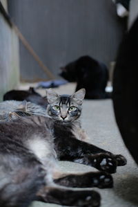 Portrait of cat relaxing on floor