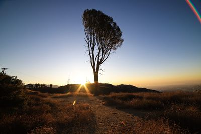 Trees on field against sky during sunset