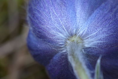 Close-up of purple flower