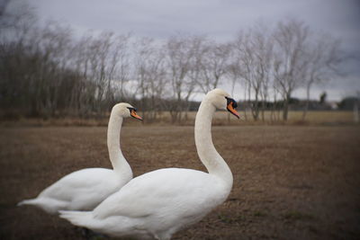 Close-up of swan against sky