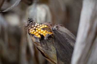 Close-up of plant