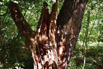 Close-up of tree trunk in forest