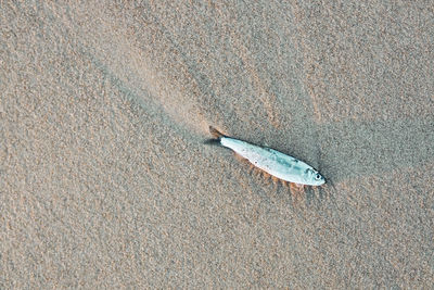 High angle view of fish on sand